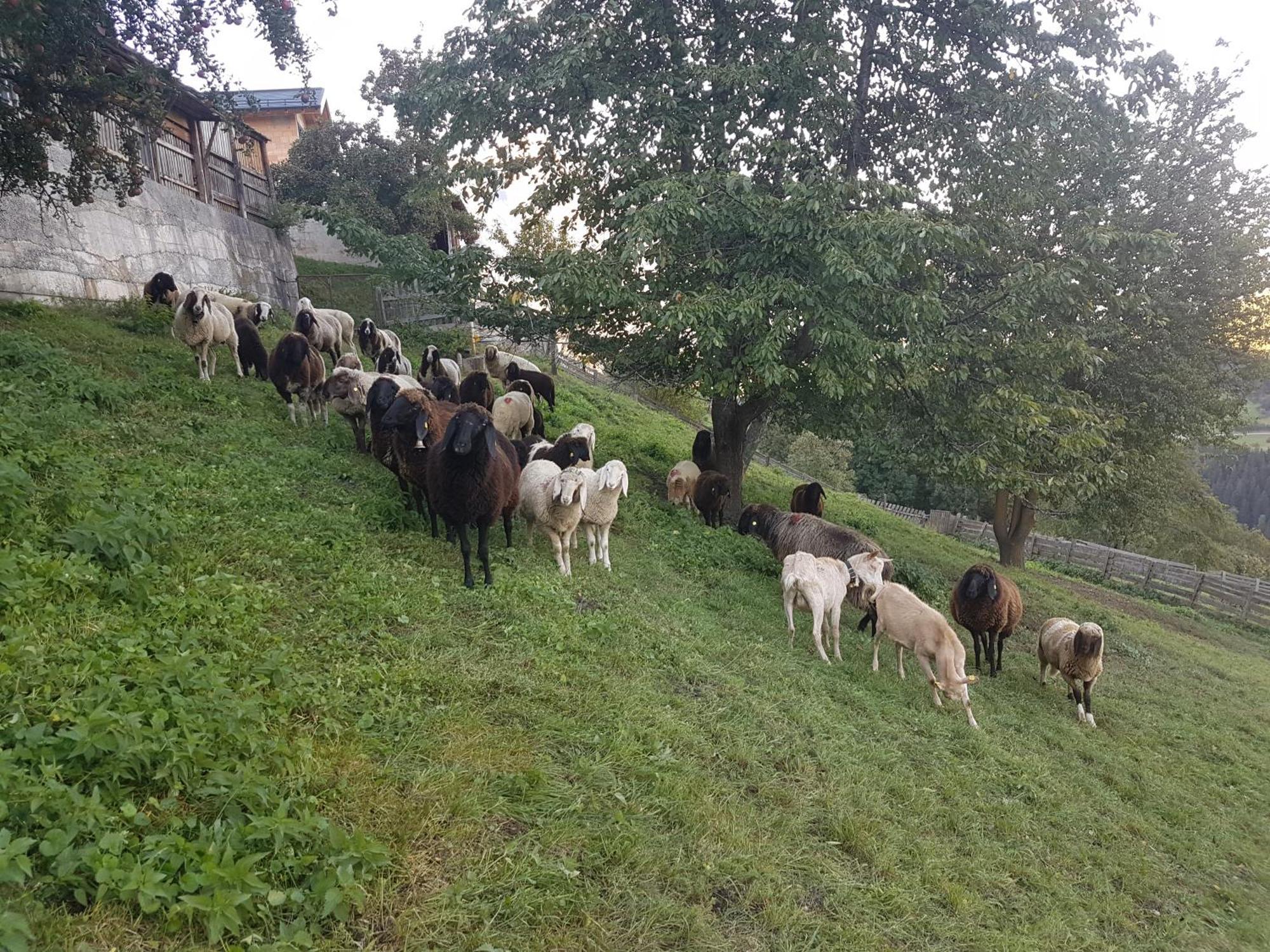 Apart Alpenzeit Арцл им Пицтал Екстериор снимка